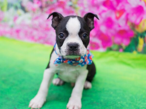 Boston Terrier DOG Male Black and White 12732 Petland Wichita, Kansas