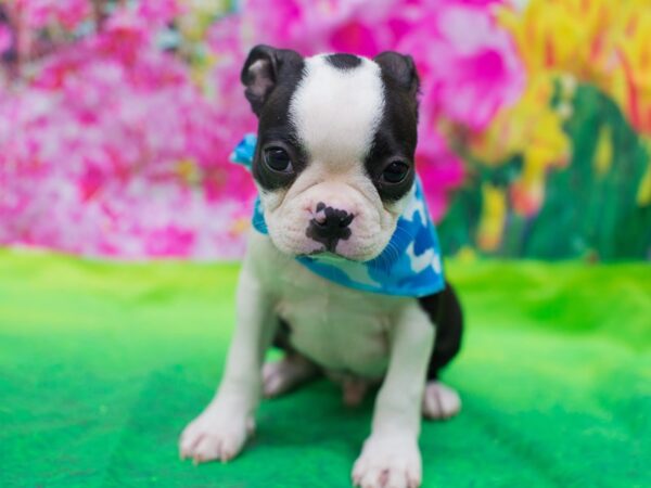 Boston Terrier DOG Male Black and White 12731 Petland Wichita, Kansas