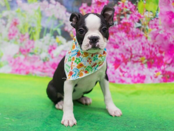 Boston Terrier-DOG-Female-Black and White-12730-Petland Wichita, Kansas