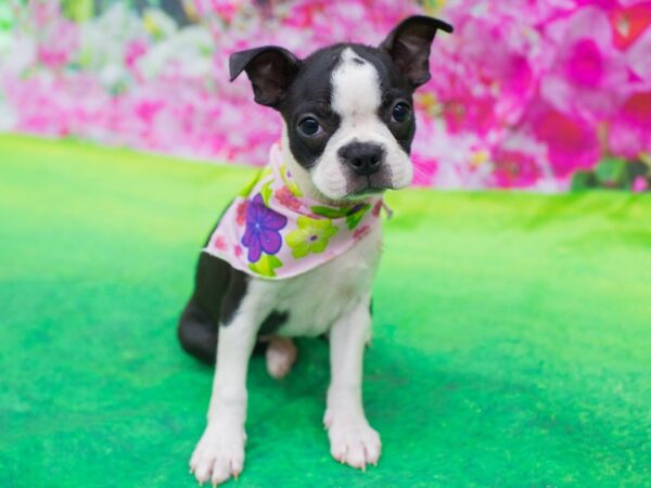 Boston Terrier DOG Female Black and White 12729 Petland Wichita, Kansas