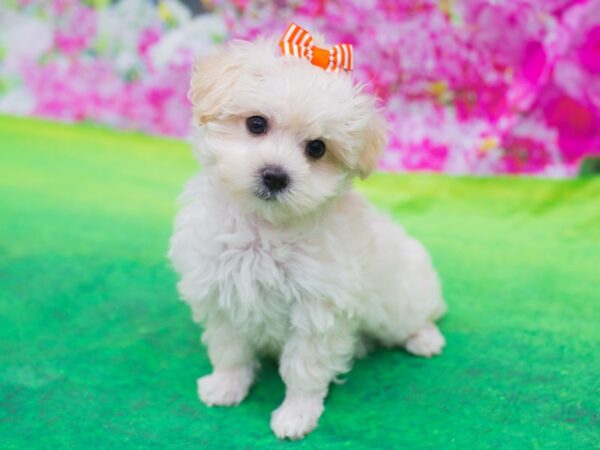 Toy MaltiPoo DOG Female White 12741 Petland Wichita, Kansas