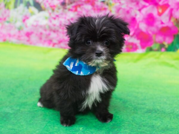 Morkie-DOG-Male-Black-12742-Petland Wichita, Kansas
