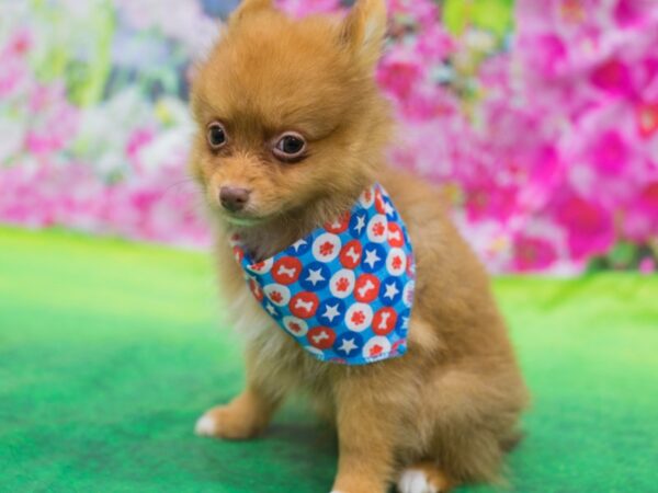 Pomeranian DOG Male Red 12744 Petland Wichita, Kansas