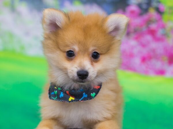 Pomeranian DOG Male Red 12743 Petland Wichita, Kansas