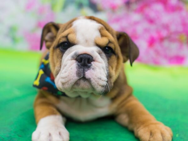 English Bulldog DOG Male Fawn and White 12740 Petland Wichita, Kansas