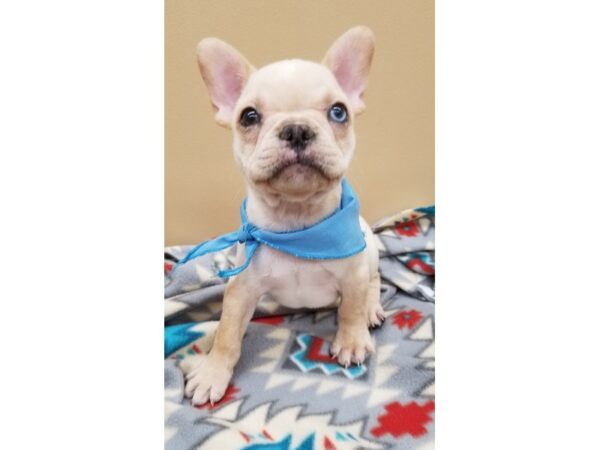 French Bulldog-DOG-Female-Cream-12745-Petland Wichita, Kansas