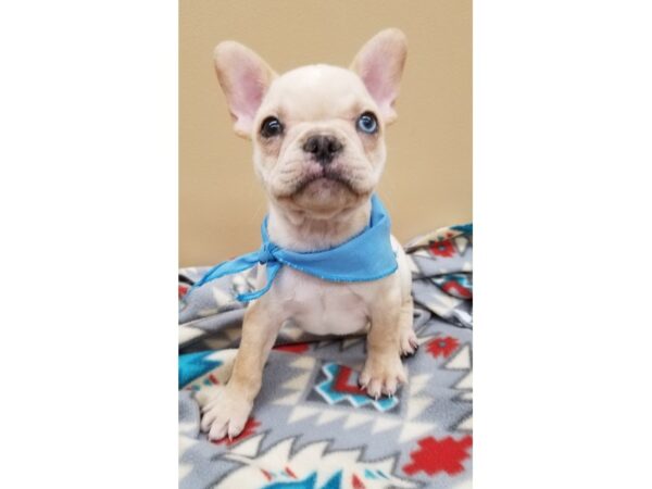 French Bulldog DOG Female Cream 12745 Petland Wichita, Kansas