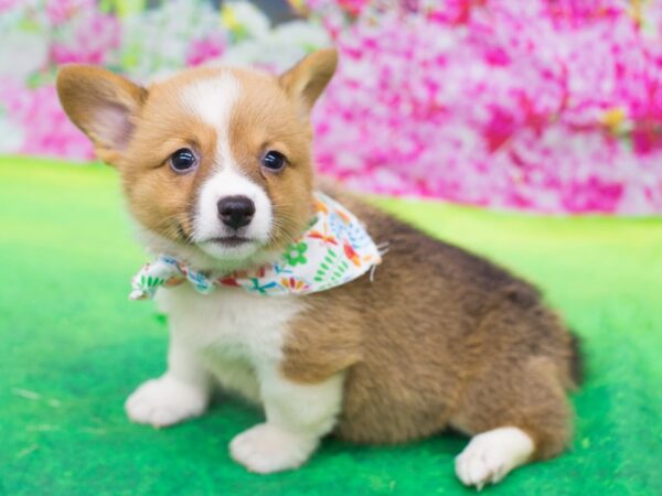 Pembroke Welsh Corgi DOG Female Sable and White 12770 Petland Wichita, Kansas