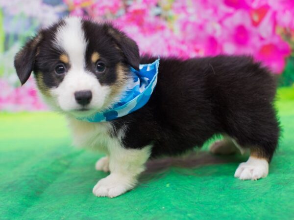 Pembroke Welsh Corgi DOG Male Tri Color 12771 Petland Wichita, Kansas