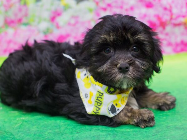 Havanese-DOG-Male-Black and Tan-12769-Petland Wichita, Kansas