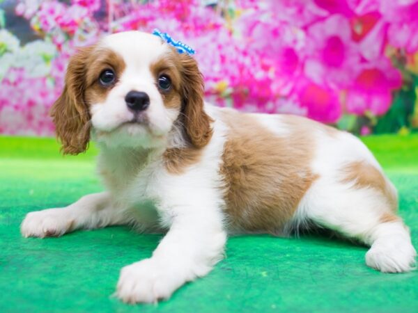 Cavalier King Charles Spaniel DOG Female Blenheim 12767 Petland Wichita, Kansas