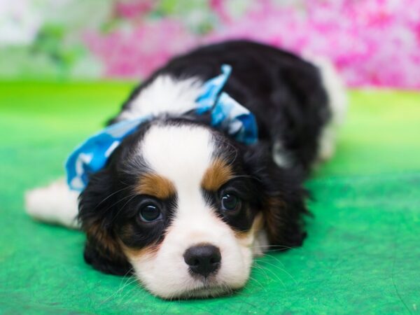 Cavalier King Charles Spaniel DOG Male Tri Color 12768 Petland Wichita, Kansas