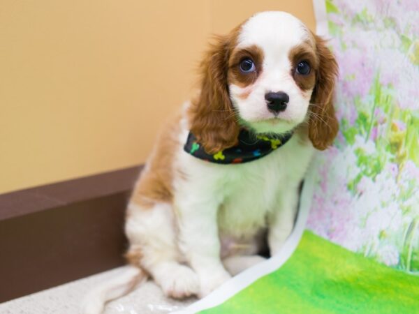 Cavalier King Charles Spaniel-DOG-Male-Blenheim-12766-Petland Wichita, Kansas