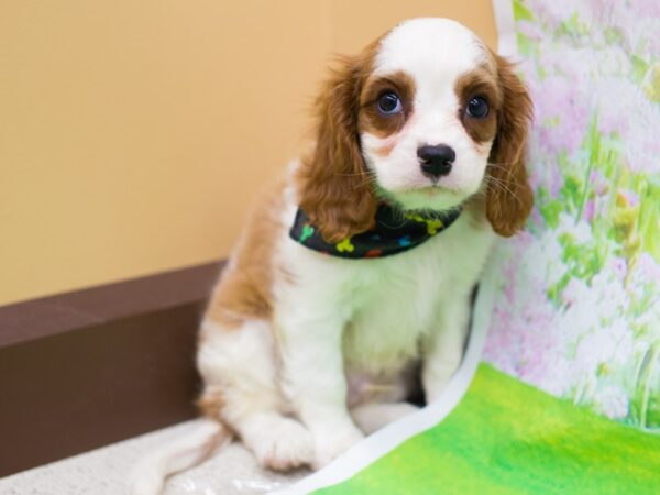 Cavalier King Charles Spaniel DOG Male Blenheim 12766 Petland Wichita, Kansas