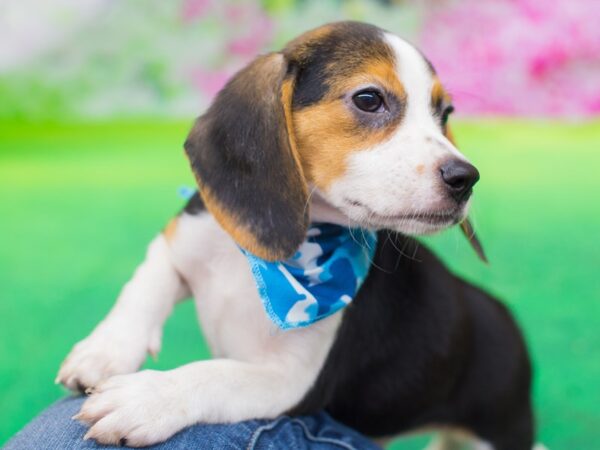 Beagle DOG Male Black White and Tan 12765 Petland Wichita, Kansas