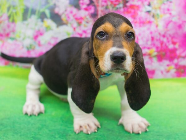 Basset Hound-DOG-Male-Black White and Tan-12764-Petland Wichita, Kansas