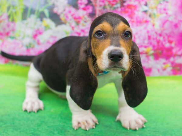 Basset Hound DOG Male Black White and Tan 12764 Petland Wichita, Kansas