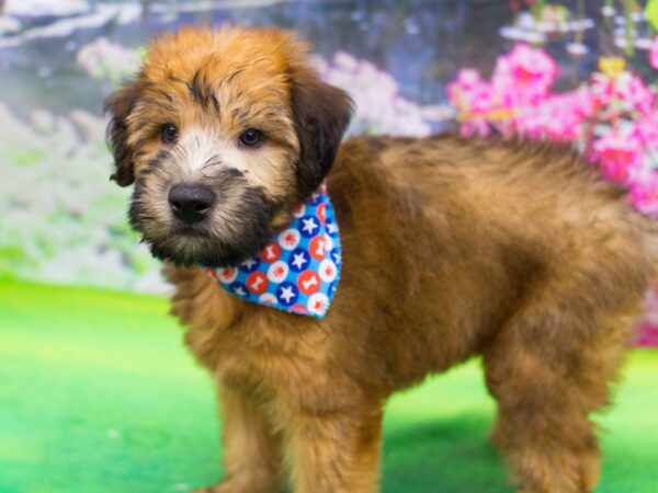 Soft Coated Wheaten Terrier DOG Male Wheaten 12763 Petland Wichita, Kansas