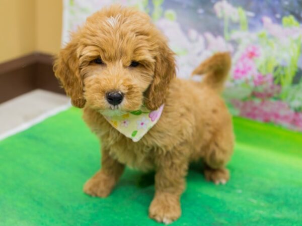 2nd Generation Goldendoodle DOG Female Red 12762 Petland Wichita, Kansas