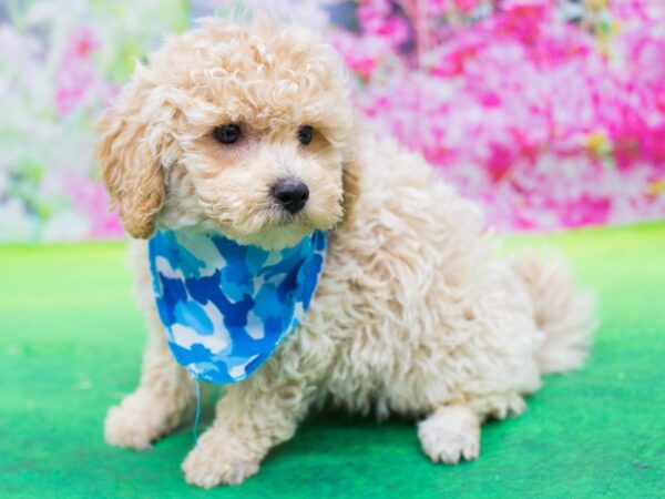 Bichonpoo-DOG-Male-Champagne-12760-Petland Wichita, Kansas