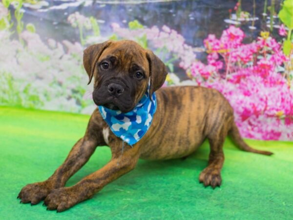 Bull Mastiff DOG Male Brindle 12757 Petland Wichita, Kansas