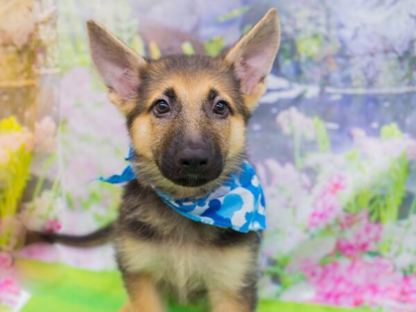 German Shepherd Dog DOG Male Black and Tan 12746 Petland Wichita, Kansas