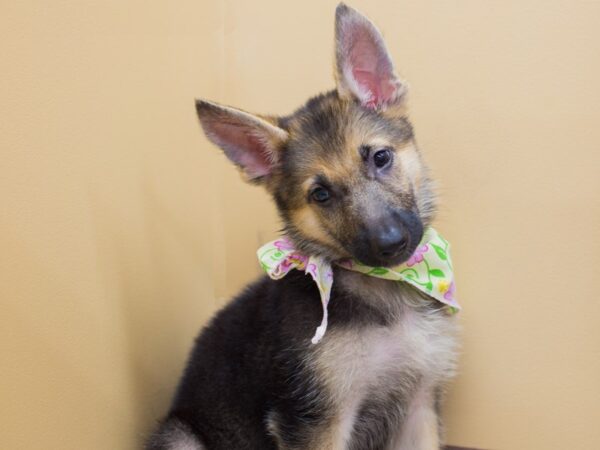 German Shepherd Dog DOG Female Black and Tan 12747 Petland Wichita, Kansas