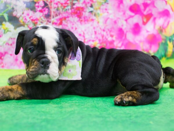 English Bulldog DOG Female Black and Tan 12748 Petland Wichita, Kansas