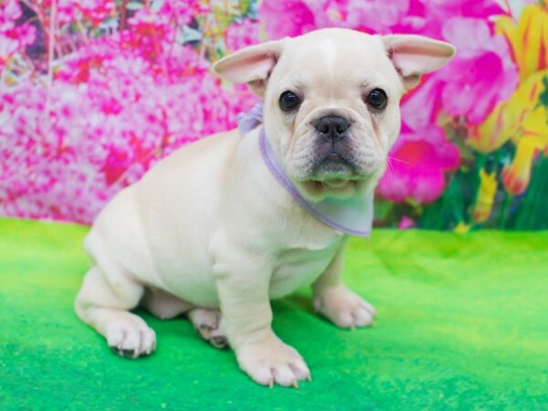 French Bulldog DOG Female Cream 12759 Petland Wichita, Kansas