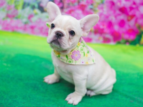 French Bulldog DOG Female Cream 12758 Petland Wichita, Kansas