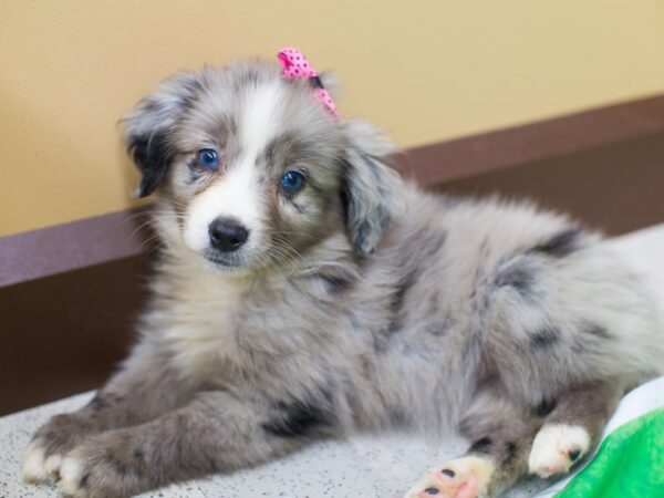 Miniature Australian Shepherd-DOG-Female-Blue Merle-12756-Petland Wichita, Kansas