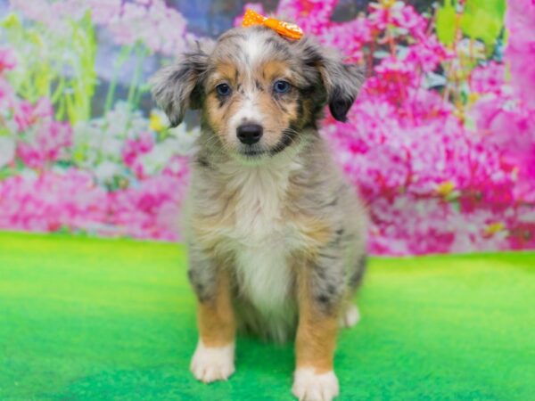 Miniature Australian Shepherd-DOG-Female-Blue Merle-12755-Petland Wichita, Kansas
