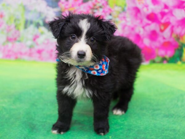 Miniature Australian Shepherd-DOG-Male-Black and white-12754-Petland Wichita, Kansas