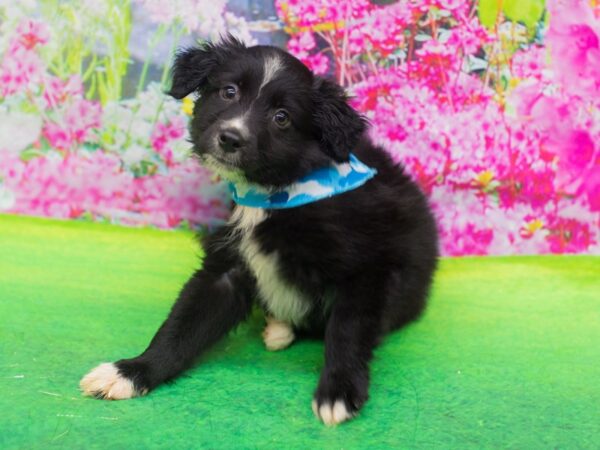 Miniature Australian Shepherd-DOG-Male-Black and white-12753-Petland Wichita, Kansas