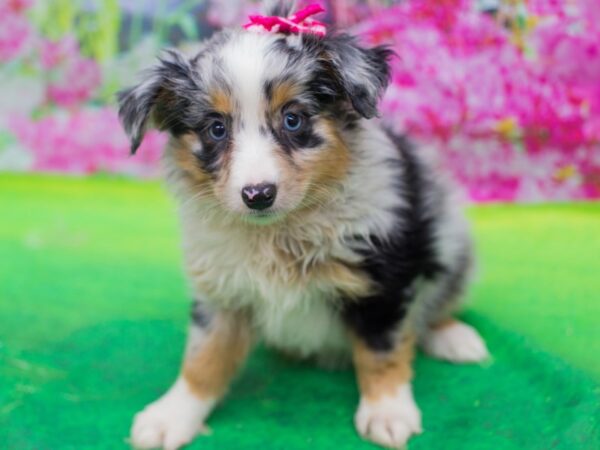 Miniature Australian Shepherd-DOG-Female-Blue Merle-12752-Petland Wichita, Kansas