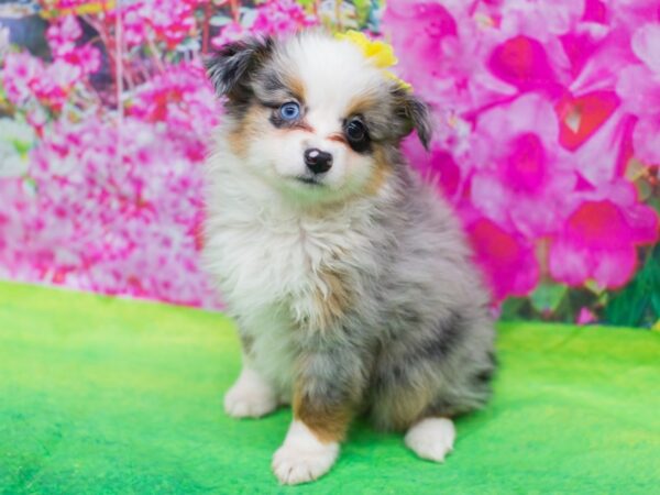 Miniature Australian Shepherd DOG Female Blue Merle 12751 Petland Wichita, Kansas