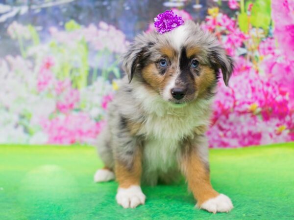 Miniature Australian Shepherd DOG Female Blue Merle 12750 Petland Wichita, Kansas