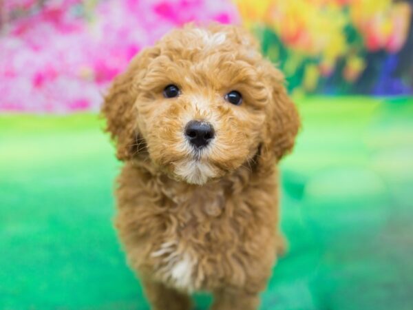 2nd Generation Goldendoodle DOG Male Red 12761 Petland Wichita, Kansas