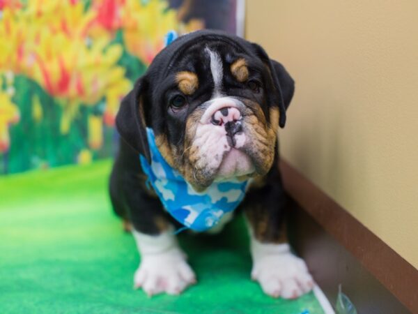 English Bulldog DOG Male Black and Tan 12749 Petland Wichita, Kansas