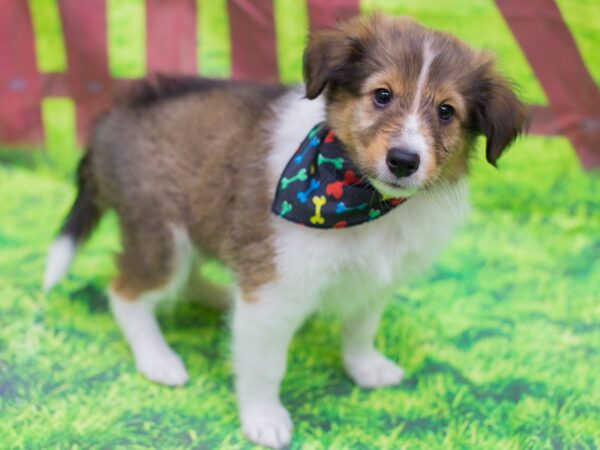 Shetland Sheepdog DOG Male Sable and White 12793 Petland Wichita, Kansas