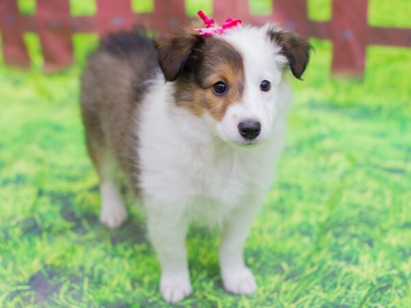 Shetland Sheepdog DOG Female Sable and White 12792 Petland Wichita, Kansas