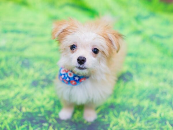 Morkie DOG Male Gold 12791 Petland Wichita, Kansas