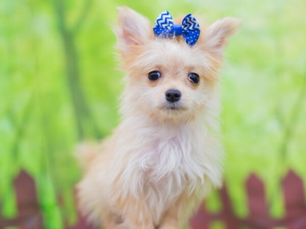 Morkie-DOG-Female-Gold-12790-Petland Wichita, Kansas