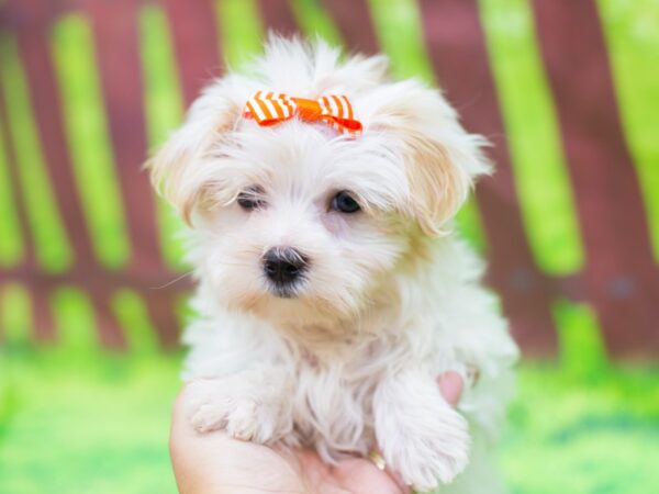 Morkie DOG Female White and Gold 12789 Petland Wichita, Kansas