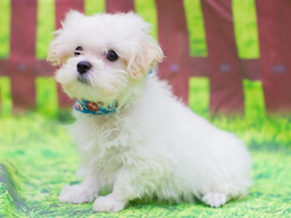 Toy MaltiPoo DOG Male White 12788 Petland Wichita, Kansas