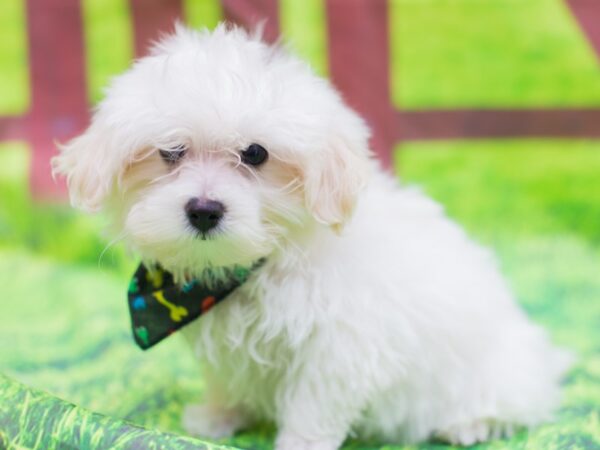 Toy MaltiPoo-DOG-Male-White-12787-Petland Wichita, Kansas