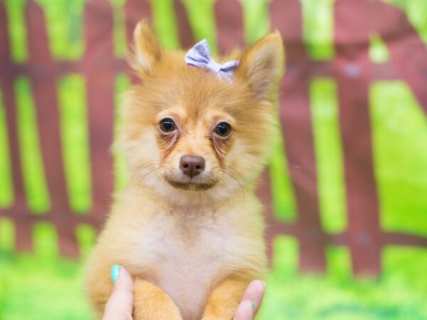 Pomeranian DOG Female Red 12786 Petland Wichita, Kansas