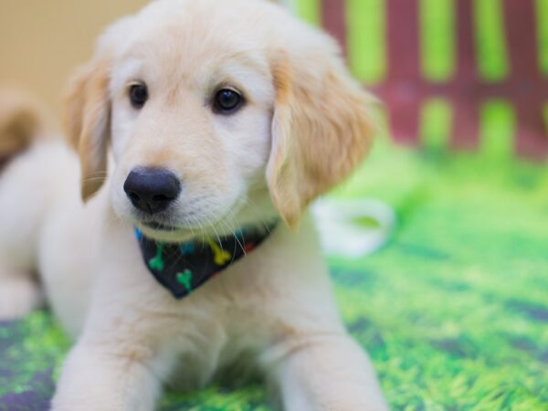 Golden Retriever DOG Male Golden 12785 Petland Wichita, Kansas