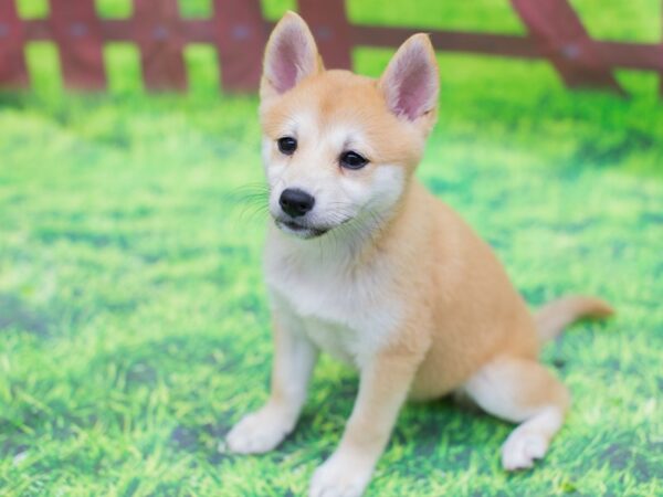 Shibo DOG Female Red 12784 Petland Wichita, Kansas