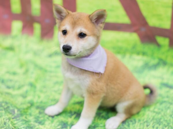 Shibo DOG Female Red 12783 Petland Wichita, Kansas